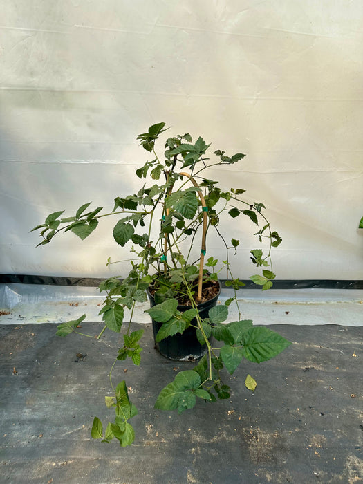 Triple Crown Blackberry Plant