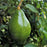 Marcus Pumpkin Avocado Tree