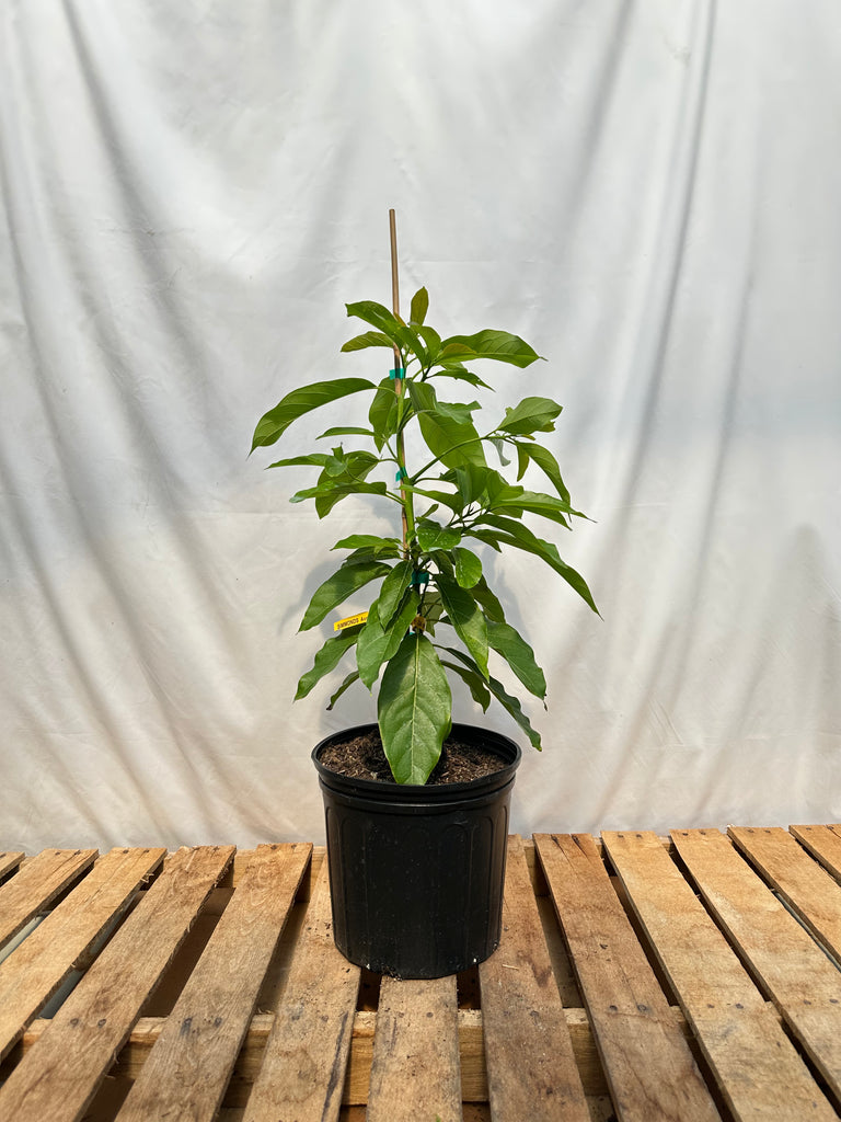 Simmonds Avocado Tree