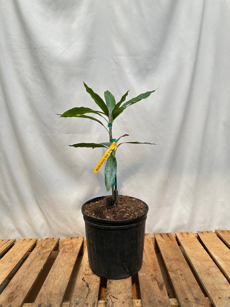 Mallika Mango Tree