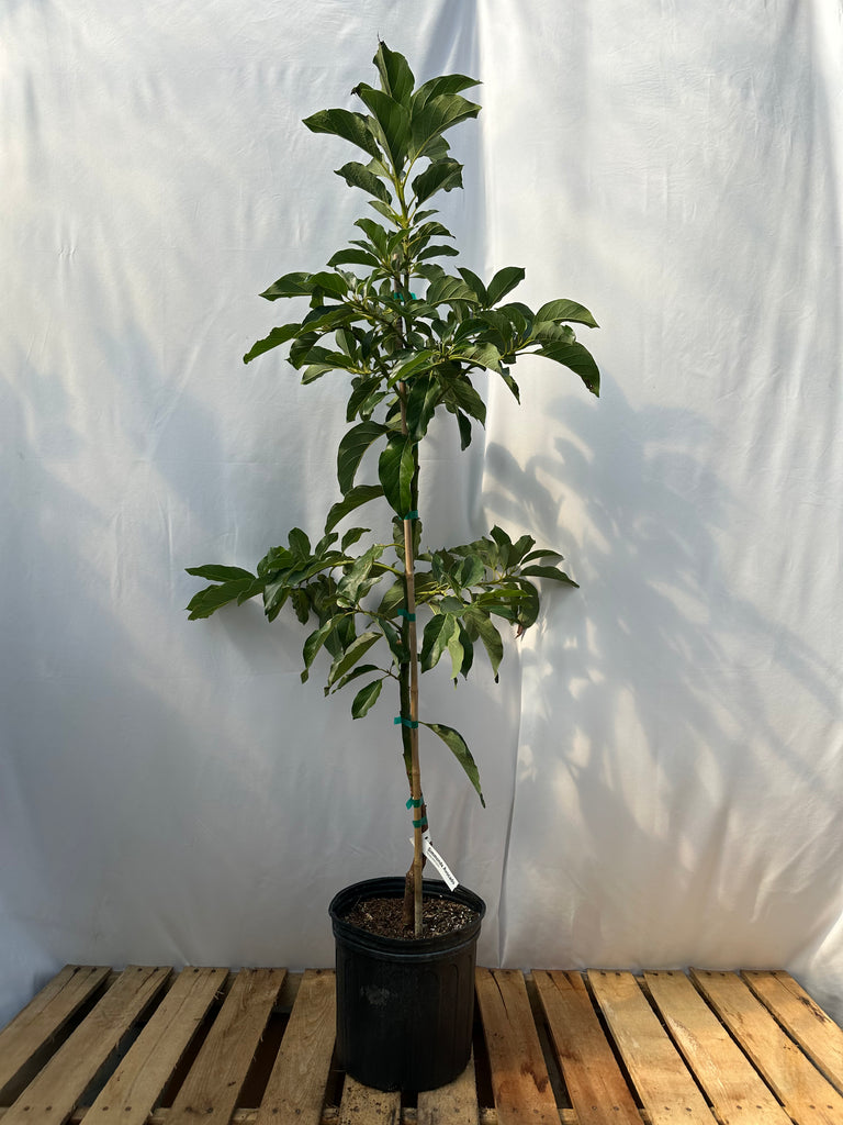 Lila Avocado Tree