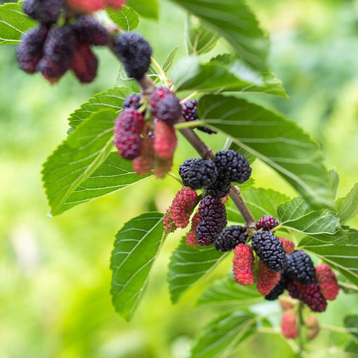 Everbearing Mulberry Tree