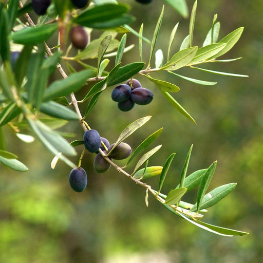 Arbequina Olive Tree