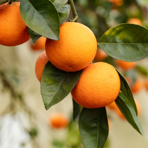 Blood Orange (Sanguinelli) Tree