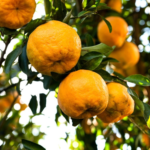 Ponkan Tangerine Tree