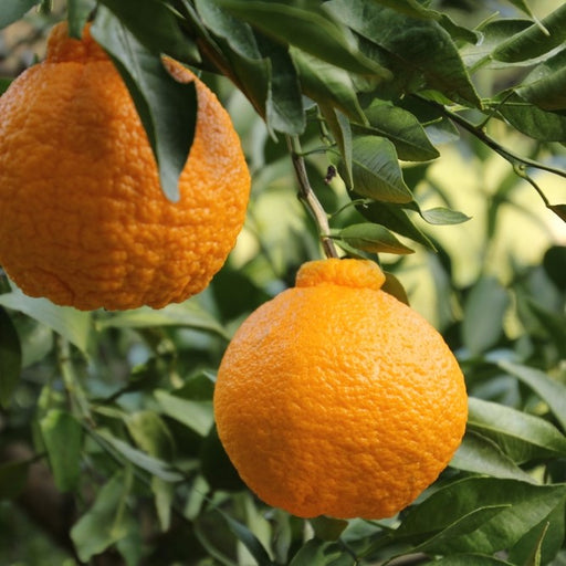 Shiranui Mandarin Tree