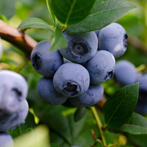 Sweetcrisp Blueberry Plant