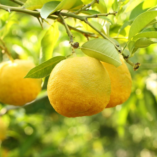 Yuzu Citrus Tree