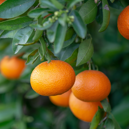 Florida Clementine Tangerine Trees For Sale Backyard Citrus Trees