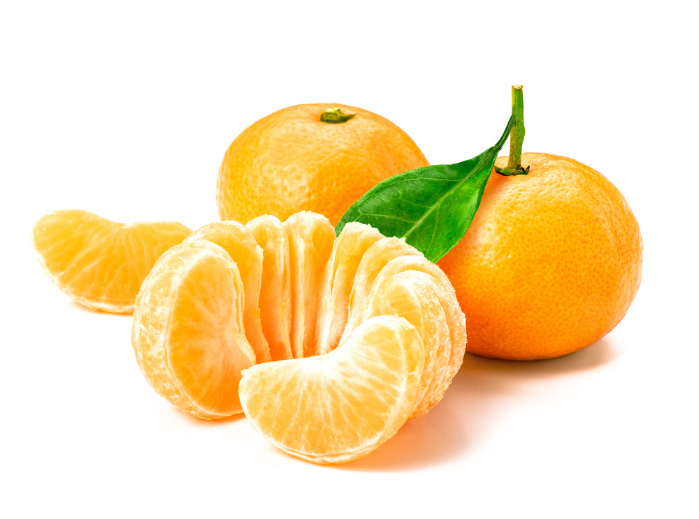 Dancy Tangerine Trees For Sale McGill Citrus Nursery
