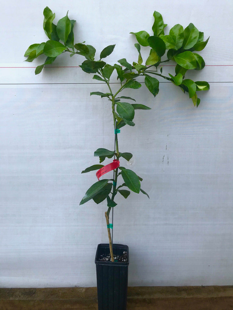 grapefruit plant in pot Florida Flame Grapefruit Trees For Sale
