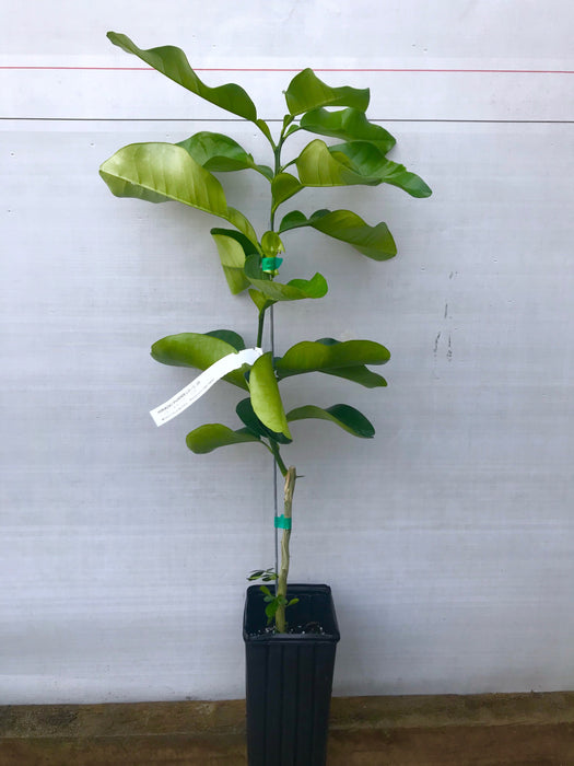 Pomelo Tree