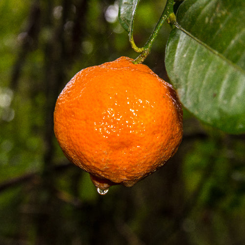 Rangpur Lime Tree