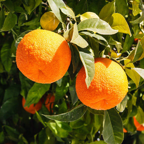 Sour Orange Tree