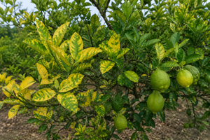 Common Citrus Problems, Pests & Diseases: Identification and Solutions