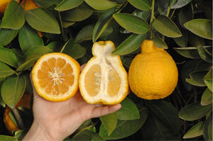 Healthy citrus tree growing in a backyard landscape with ripe fruit and green leaves