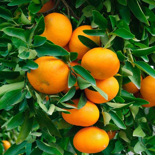 Mandarin Trees