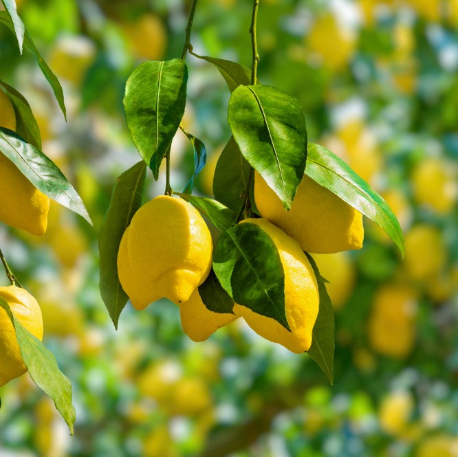 Lemon & Lime Trees