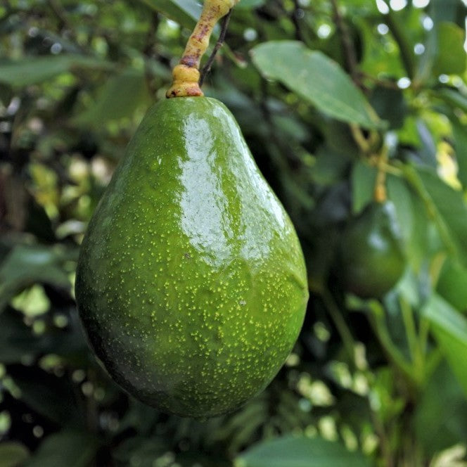 Choquette Avocado Tree