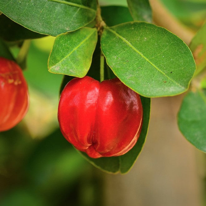 Barbados Cherry Tree