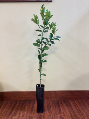 Blood Orange (Moro) Tree