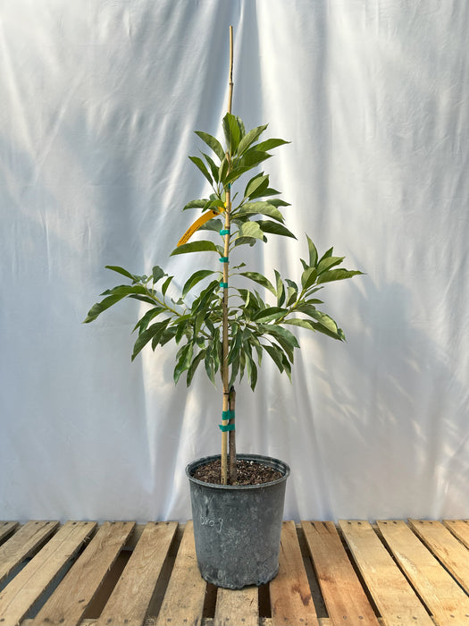 Brogdon Avocado Tree