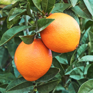 Navel (Cara Cara) Orange Tree-Backyard Citrus Trees