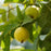 Lemon Cattley Guava Tree