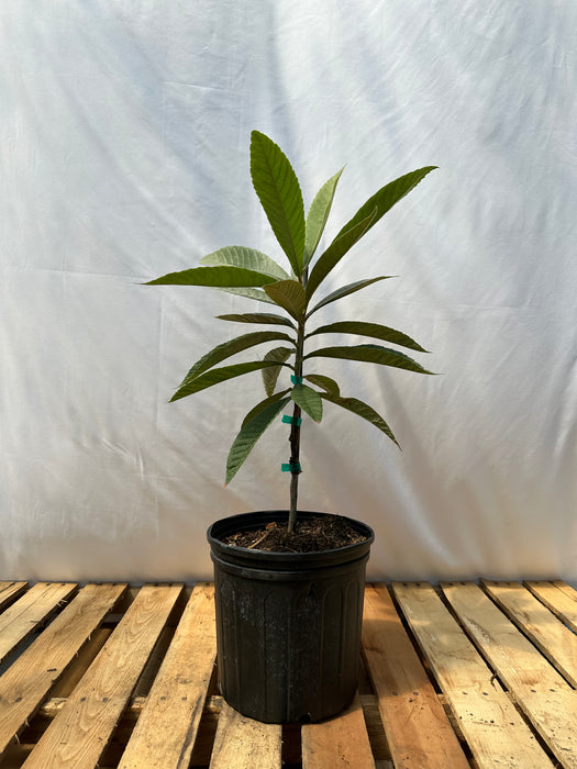 Christmas Loquat Tree