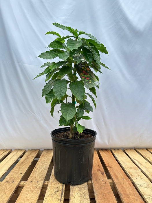 Coffee (Arabica) Plant