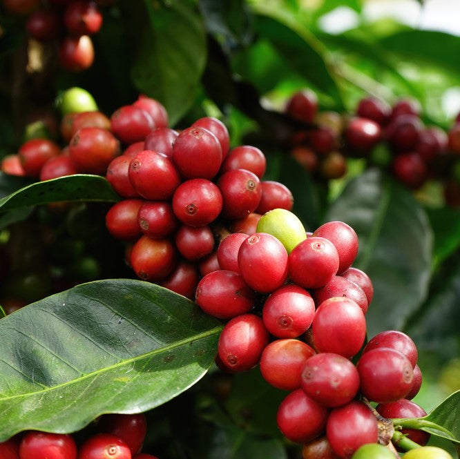 Coffee (Arabica) Plant