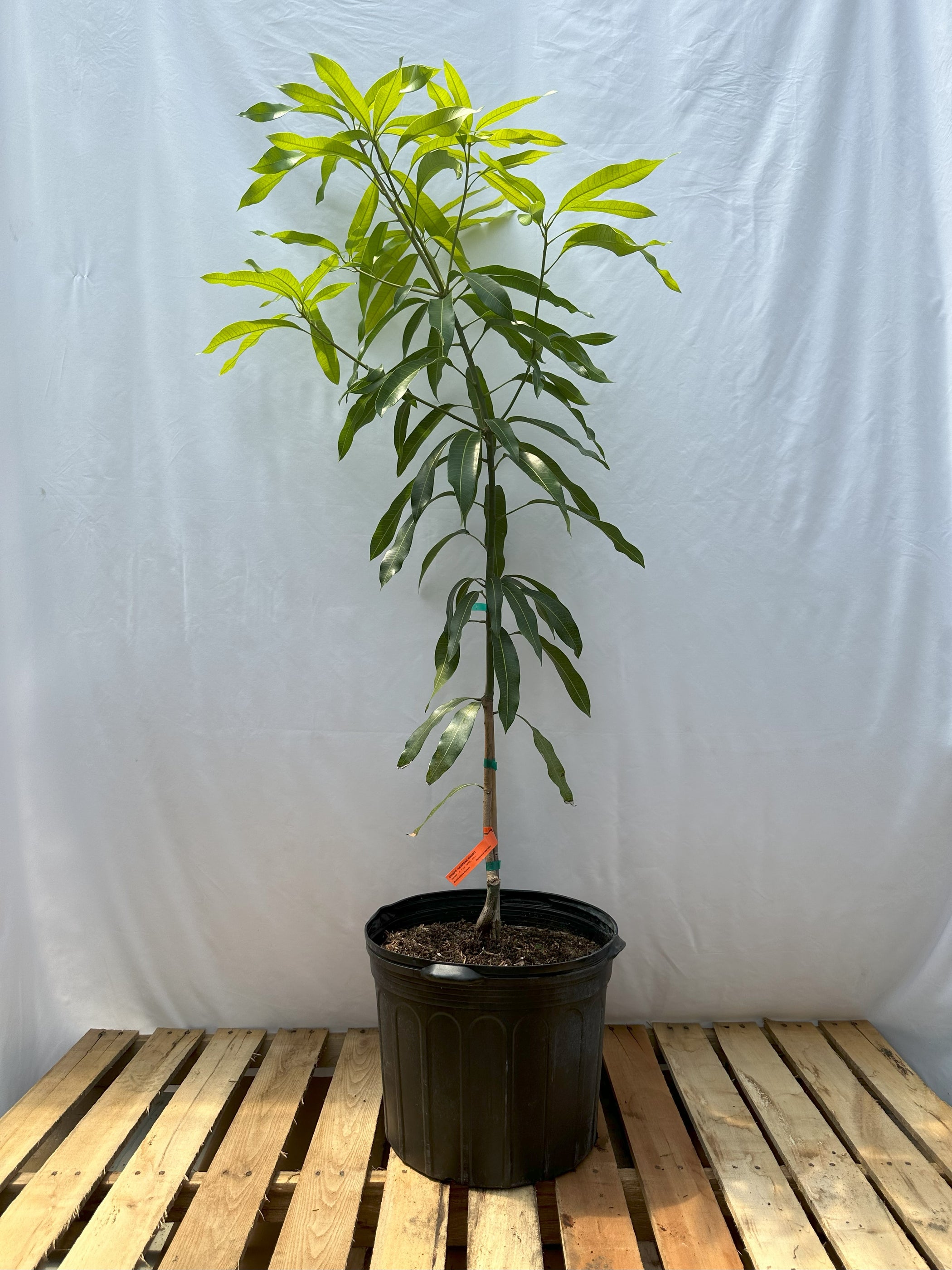 Dwarf Hawaiian Mango Tree