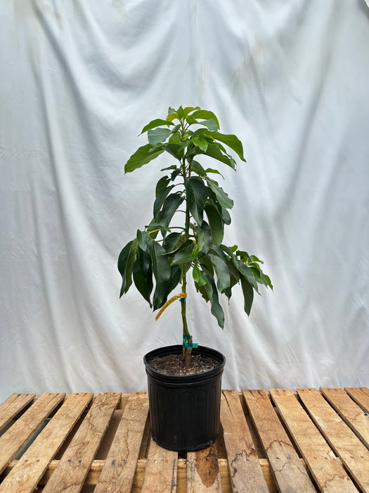 Choquette Avocado Tree