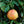 Ruby Red Grapefruit Tree-Backyard Citrus Trees
