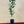 Bearss Lemon Tree-Backyard Citrus Trees