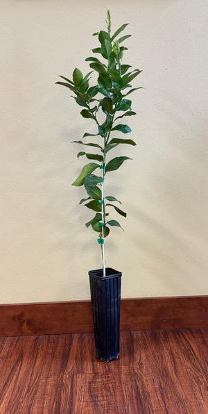Bearss Lemon Tree-Backyard Citrus Trees