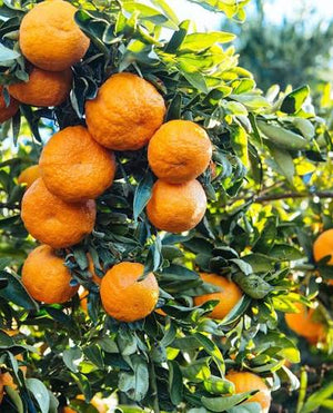 Gold Nugget Mandarin Tree
