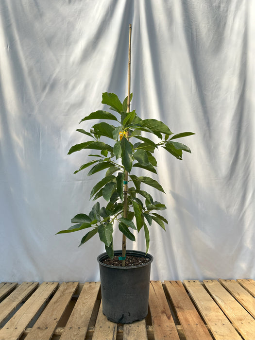 Hall Avocado Tree