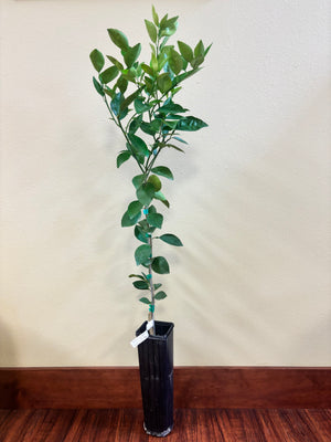 Valencia Sweet Orange Tree
