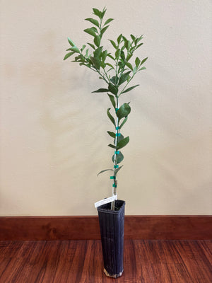 Navel (Cara Cara) Orange Tree