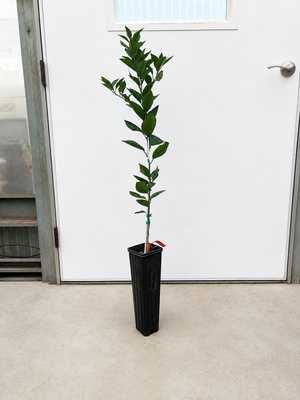 Valencia Sweet Orange Tree
