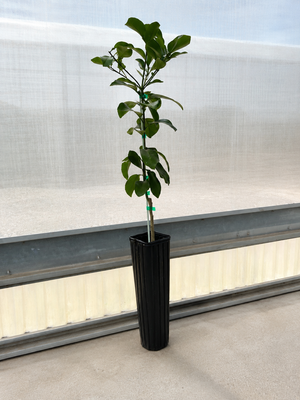 Flame Red Grapefruit Tree
