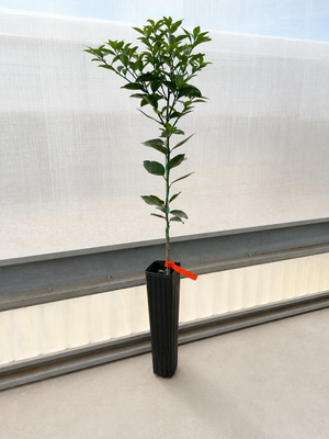 Dancy Tangerine Tree