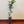 Red Lime Tree
