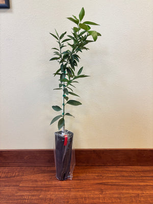 Red Lime Tree