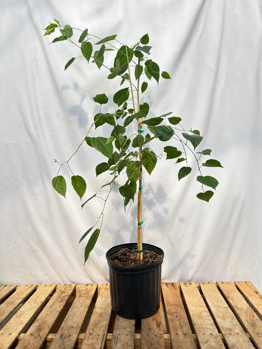 Everbearing Mulberry Tree