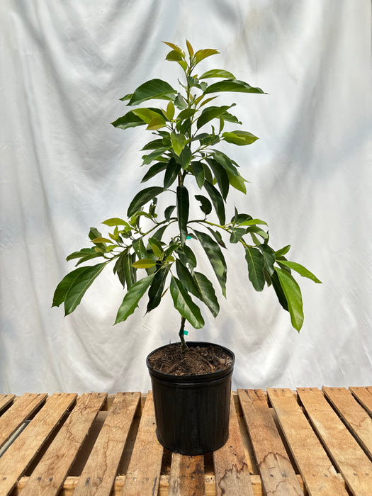 Brogdon Avocado Tree