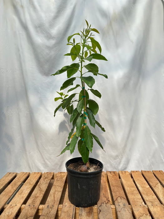 Hall Avocado Tree