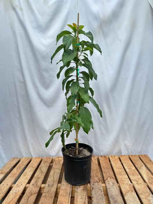 Simmonds Avocado Tree