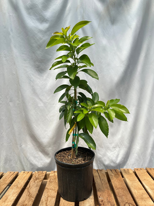 Russell Avocado Tree